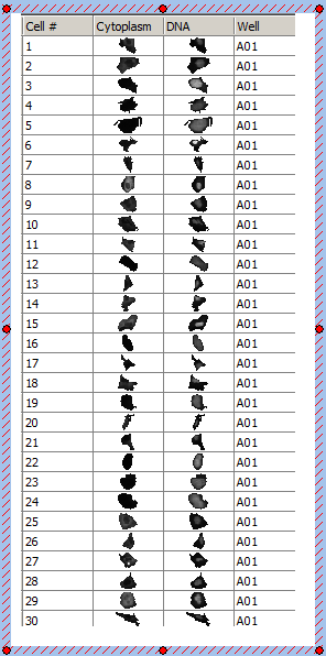 图T28.48  Data Grid Configured to Display Cell Images in a Cell Gallery (数据网格被设置为在细胞列表中显示细胞图像)